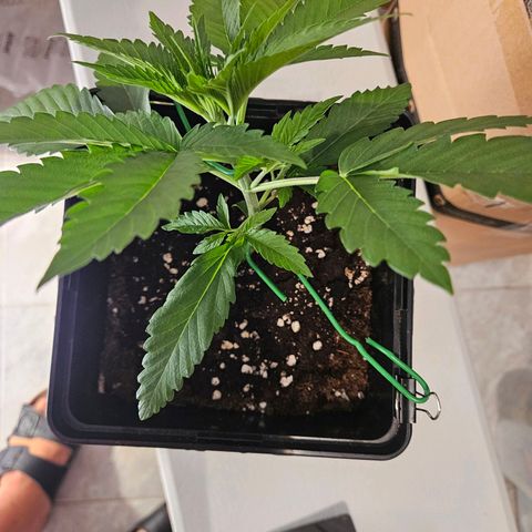 Fruit Spirit #1 growlog timeline photo