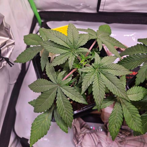 Lemon Shining Silver Haze #1 growlog timeline photo