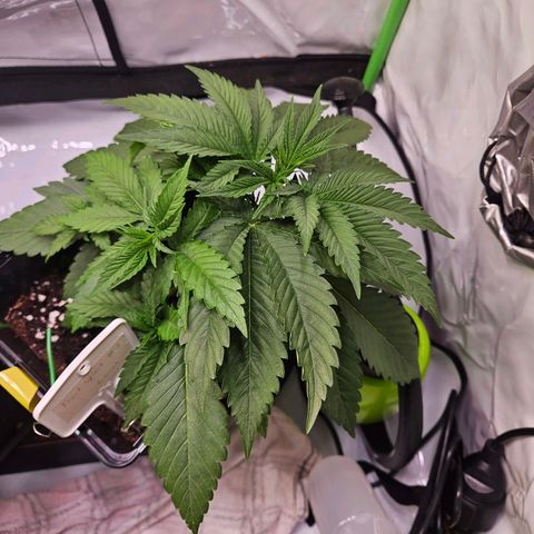 Fruit Spirit #1 growlog timeline photo