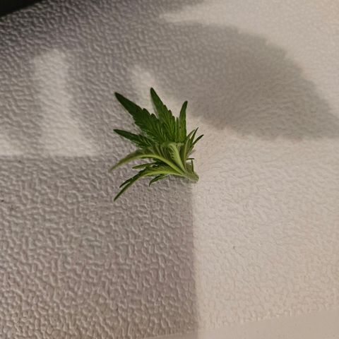 Lemon Shining Silver Haze #1 growlog photo: Hst 