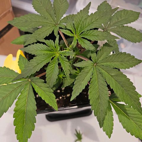 Lemon Shining Silver Haze #1 growlog photo: Hst 