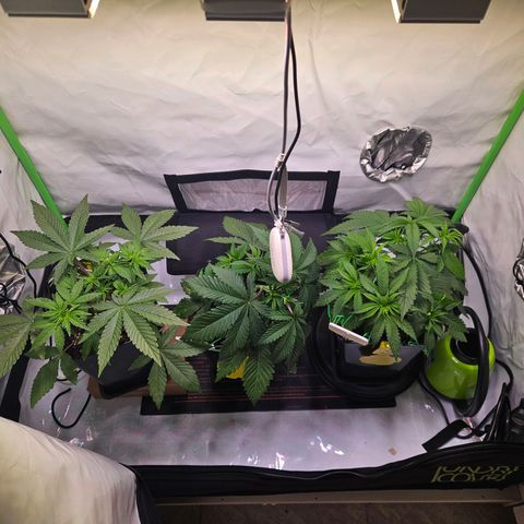 Lemon Shining Silver Haze #1 growlog timeline photo