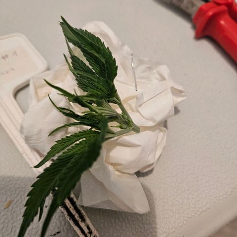 Fruit Spirit #1 growlog timeline photo