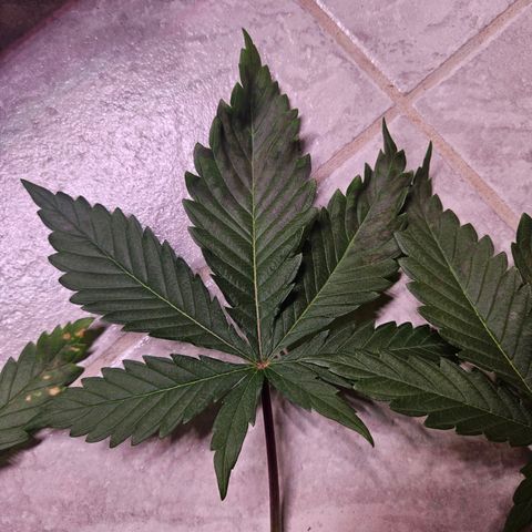 Fruit Spirit #1 growlog timeline photo