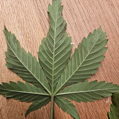 Fruit Spirit #1 growlog timeline photo