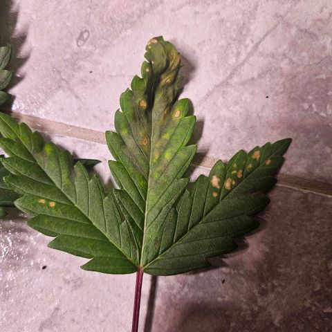 Fruit Spirit #1 growlog timeline photo