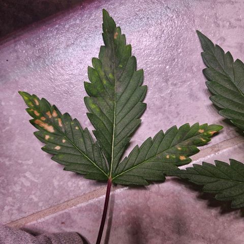 Fruit Spirit #1 growlog timeline photo