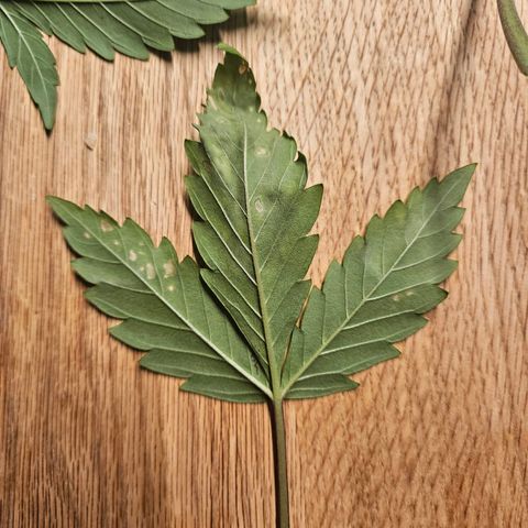 Fruit Spirit #1 growlog timeline photo