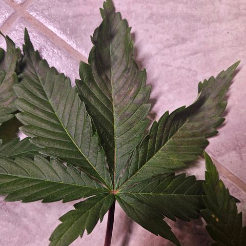 Fruit Spirit #1 growlog timeline photo