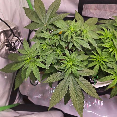Lemon Shining Silver Haze #1 growlog timeline photo