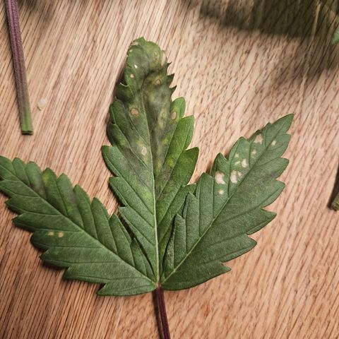 Fruit Spirit #1 growlog timeline photo