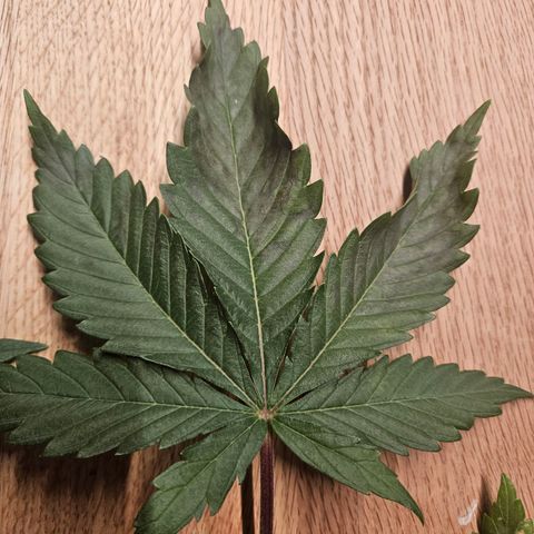 Fruit Spirit #1 growlog timeline photo