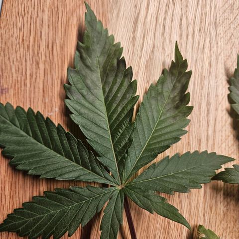 Fruit Spirit #1 growlog timeline photo