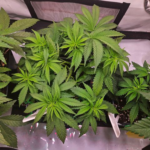 Fruit Spirit #1 growlog timeline photo