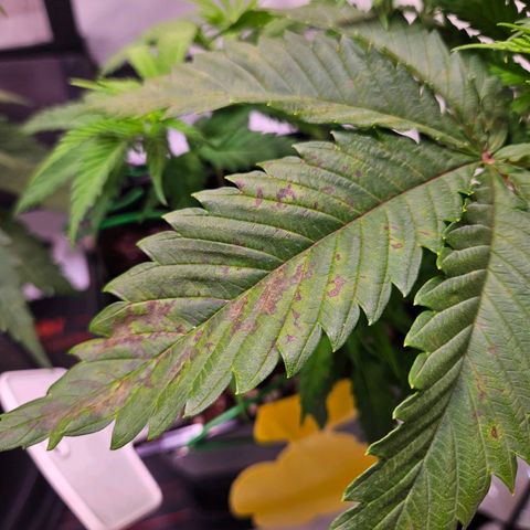 Fruit Spirit #1 growlog timeline photo