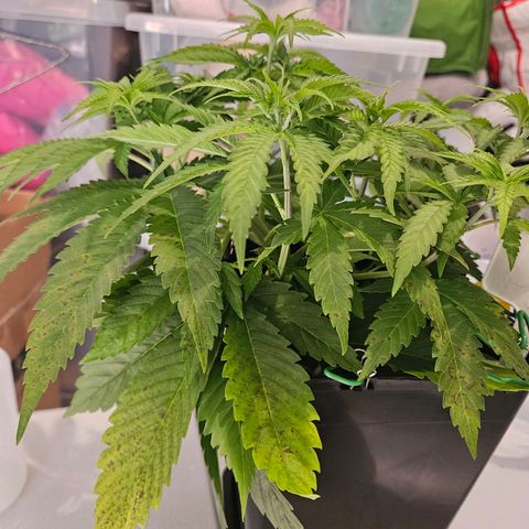 Fruit Spirit #1 growlog timeline photo