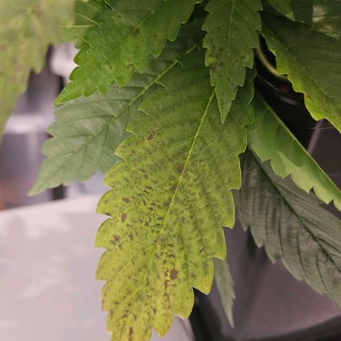 Fruit Spirit #1 growlog timeline photo