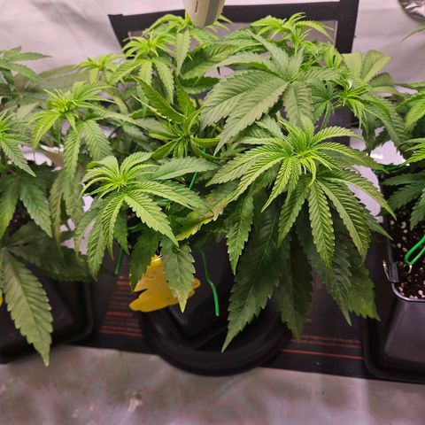 Fruit Spirit #1 growlog timeline photo