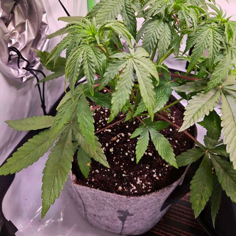 Lemon Shining Silver Haze #1 growlog timeline photo