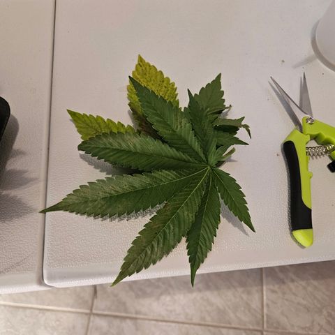 Lemon Shining Silver Haze #1 growlog timeline photo