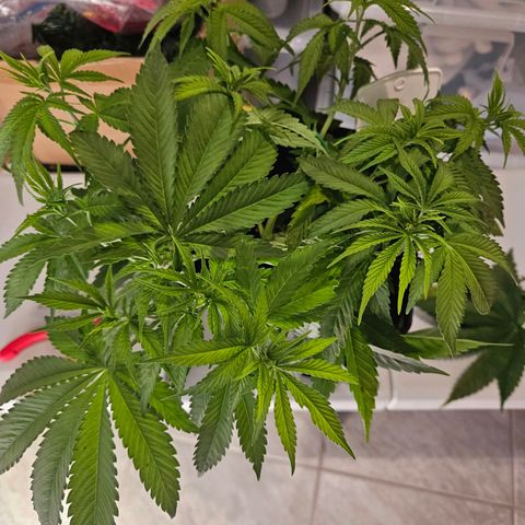 Lemon Shining Silver Haze #1 growlog timeline photo