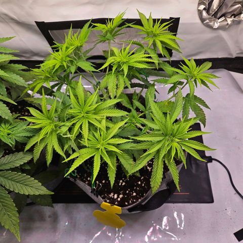 Fruit Spirit #1 growlog timeline photo