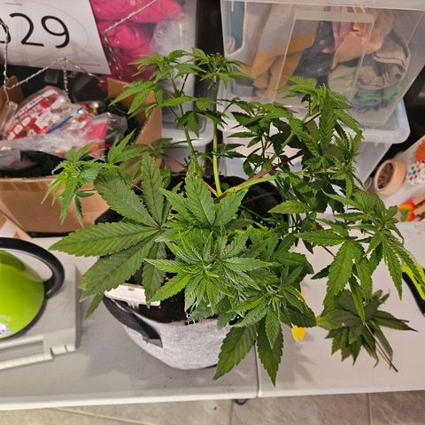 Lemon Shining Silver Haze #1 growlog timeline photo