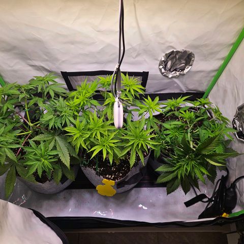 Lemon Shining Silver Haze #1 growlog timeline photo