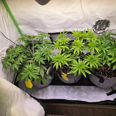 Lemon Shining Silver Haze #1 growlog timeline photo