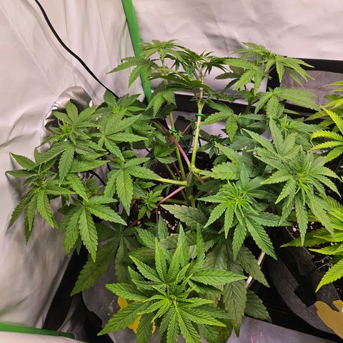 Lemon Shining Silver Haze #1 growlog timeline photo
