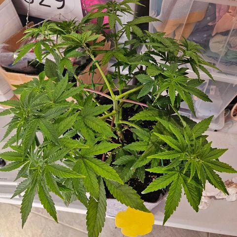 Lemon Shining Silver Haze #1 growlog timeline photo