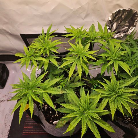 Fruit Spirit #1 growlog timeline photo