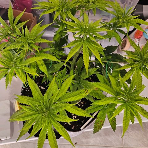 Fruit Spirit #1 growlog timeline photo