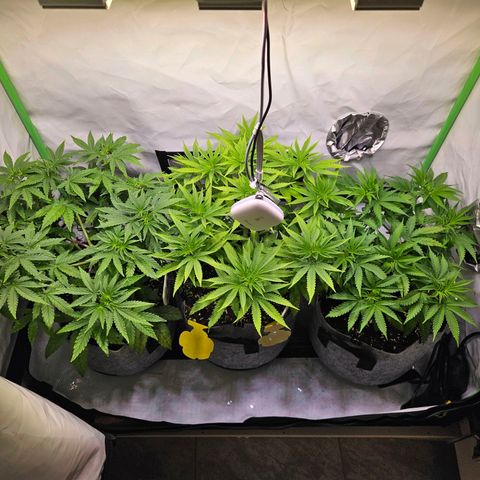 Lemon Shining Silver Haze #1 growlog timeline photo