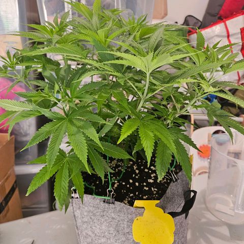 Fruit Spirit #1 growlog timeline photo