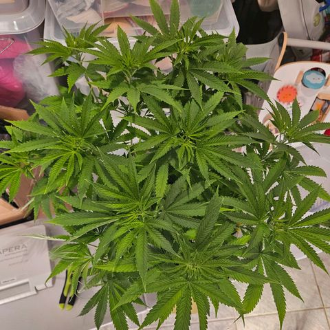 Fruit Spirit #1 growlog timeline photo