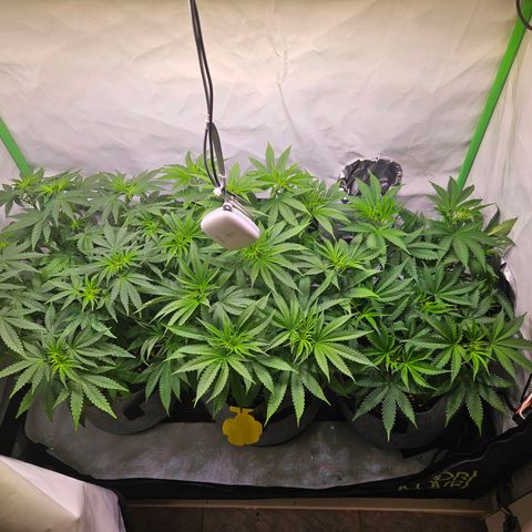 Lemon Shining Silver Haze #1 growlog timeline photo