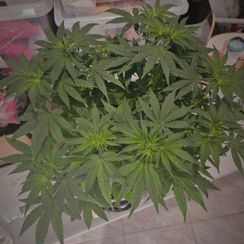 Lemon Shining Silver Haze #1 growlog timeline photo