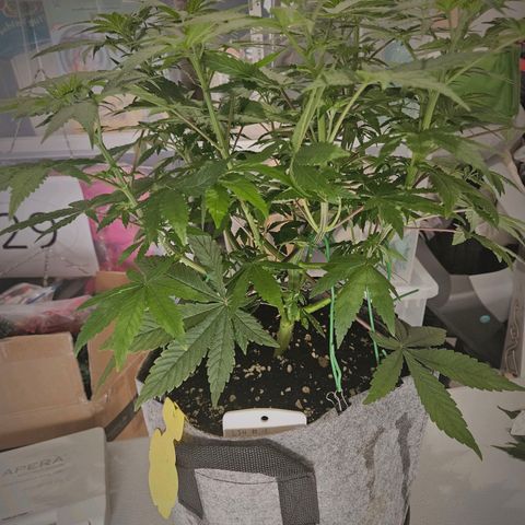 Lemon Shining Silver Haze #1 growlog timeline photo
