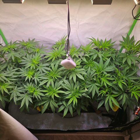 Lemon Shining Silver Haze #1 growlog timeline photo