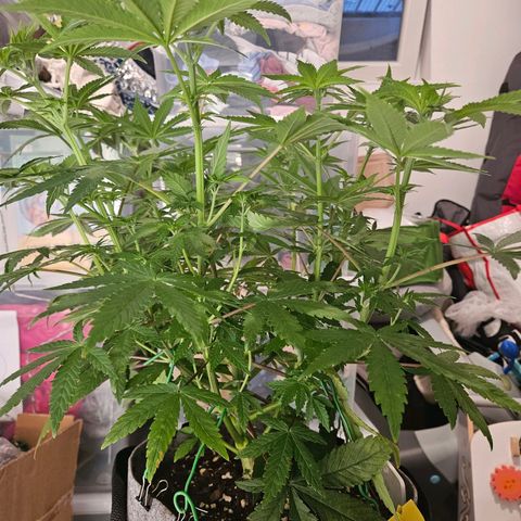 Lemon Shining Silver Haze #1 growlog timeline photo