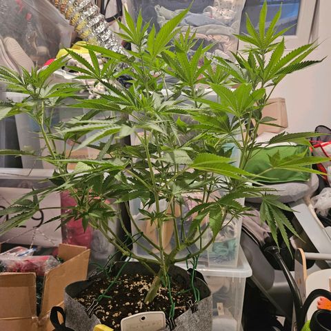 Fruit Spirit #1 growlog timeline photo
