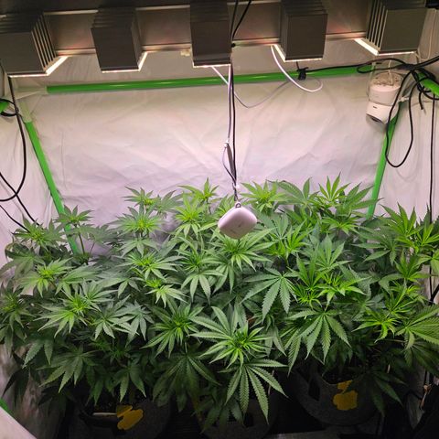 Lemon Shining Silver Haze #1 growlog timeline photo