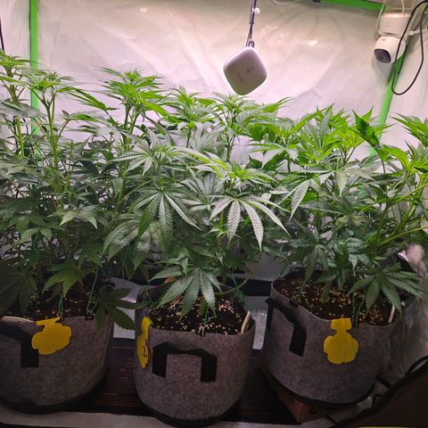 Lemon Shining Silver Haze #1 growlog timeline photo