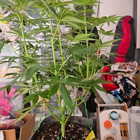 Lemon Shining Silver Haze #1 growlog timeline photo