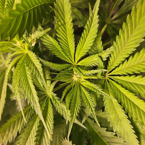 Lemon Shining Silver Haze #1 growlog timeline photo