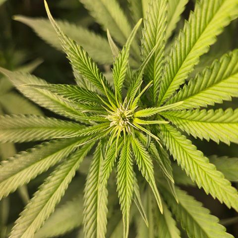 Fruit Spirit #1 growlog timeline photo
