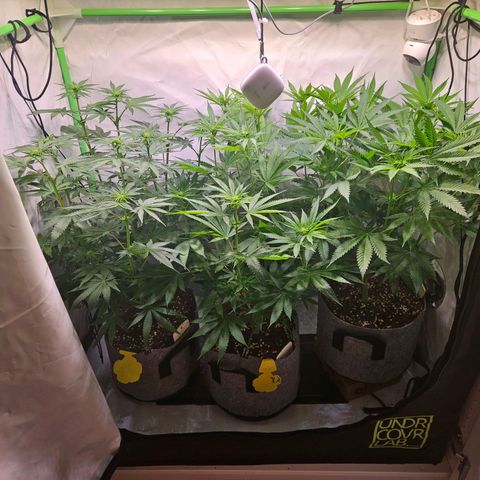 Lemon Shining Silver Haze #1 growlog timeline photo