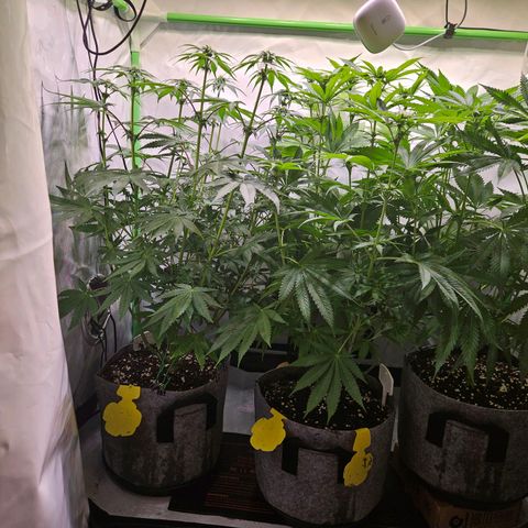 Lemon Shining Silver Haze #1 growlog timeline photo