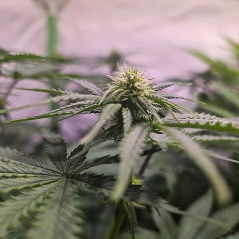 Lemon Shining Silver Haze #1 growlog timeline photo